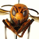 These Asian giant hornets can grow to two inches long and their venomous stings kill dozens every year.